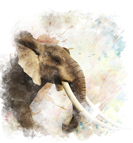 Watercolor Image Of  Elephant