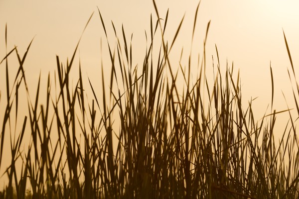 Grass Silhouette Sepia