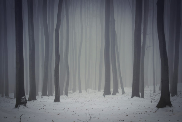 dark foggy forest in winter