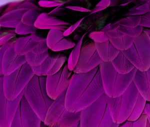 Feathers; Purple