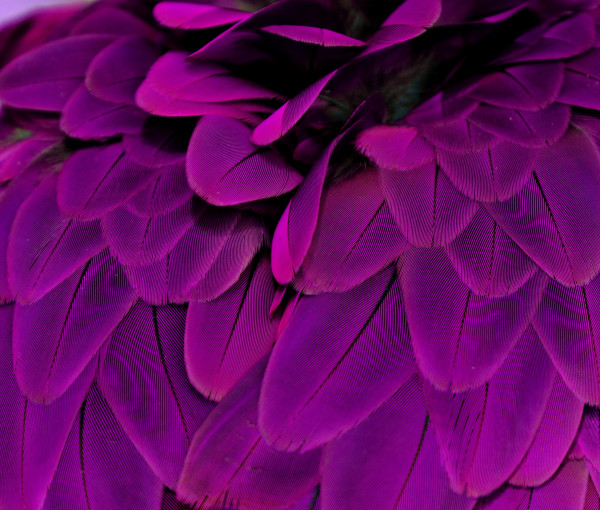 Feathers; Purple