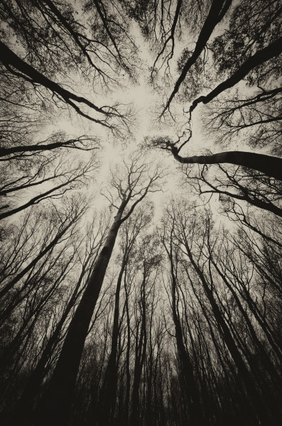 upward view in a dark spooky forest sepia