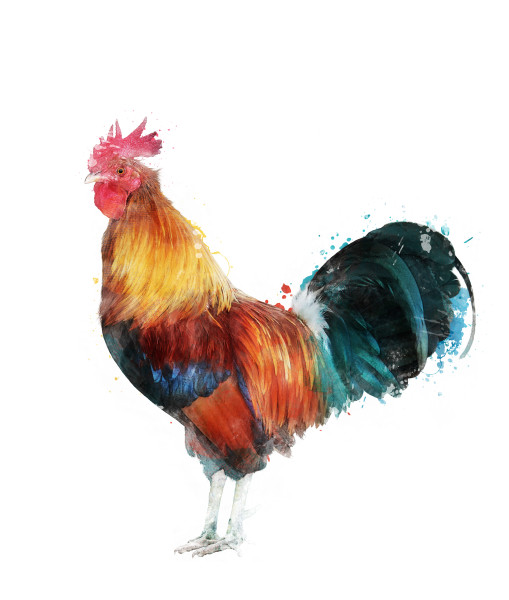 Watercolor Image Of Rooster