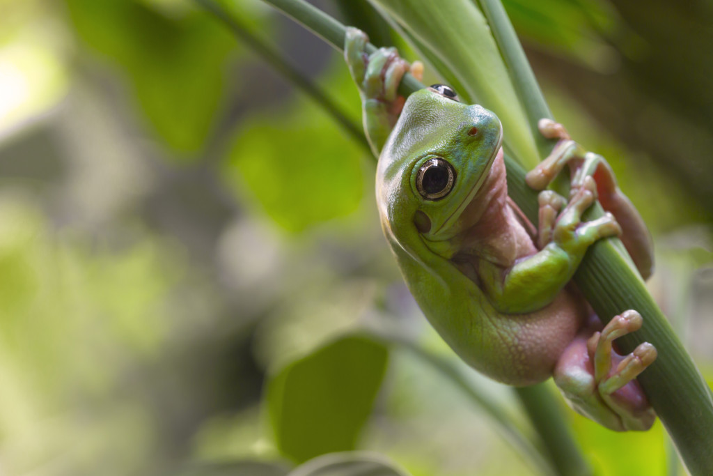 Australian Green Tree Frog - Custom Wallpaper