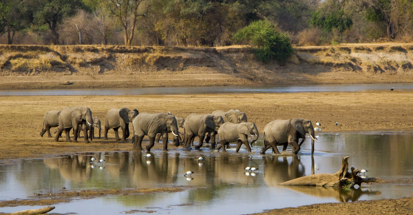 Large elephant herd crossing Luangwa river in Zambia