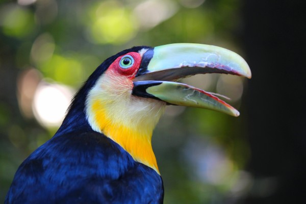 Toucan in Brazil – Ramphastos dicolorus (Green-billed toucan)