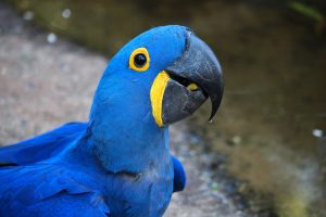 Blue macaw in Brazil