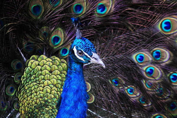 Textures and colors of the peacock