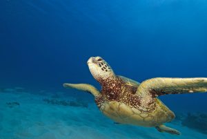 Hawaii Turtle Swimming at Coral reef