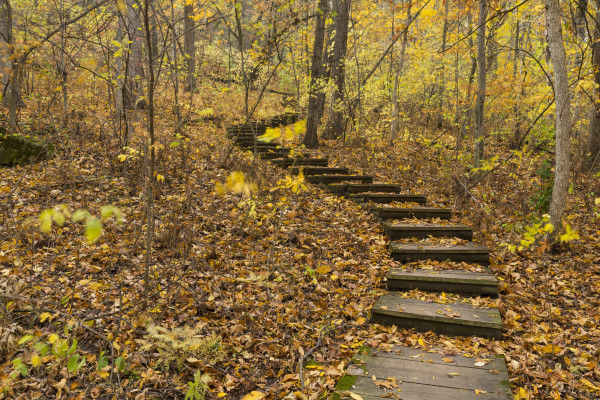 Step Trail In Woods