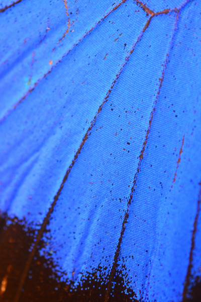 blue Butterfly Wing