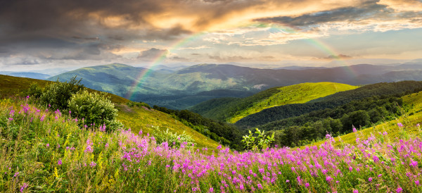 wild flowers on the mountain top