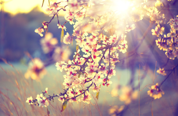 Beautiful nature scene with blooming tree and sun flare