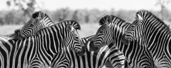 Zebra herd in black and white photo with heads together