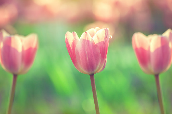 tulips in garden