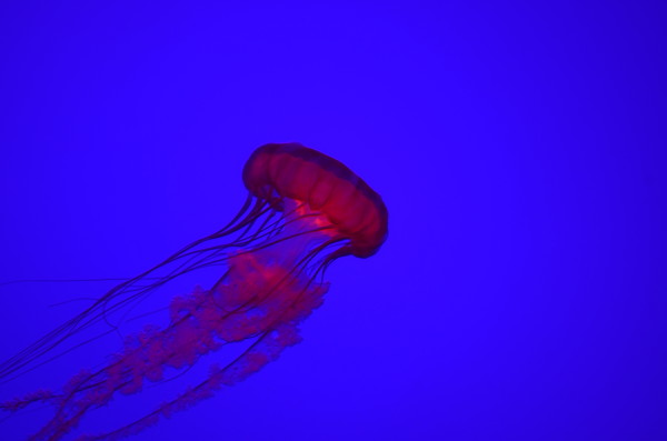 A red Jellyfish