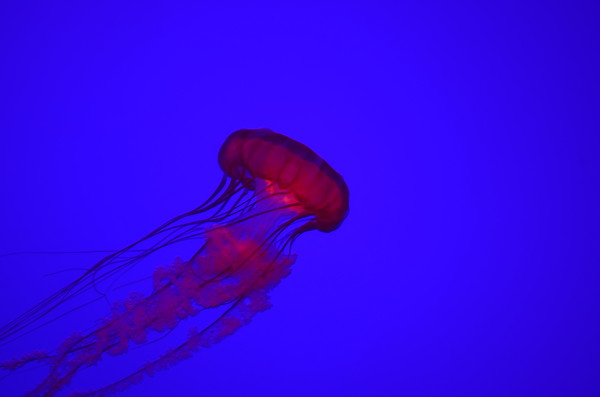 A red Jellyfish