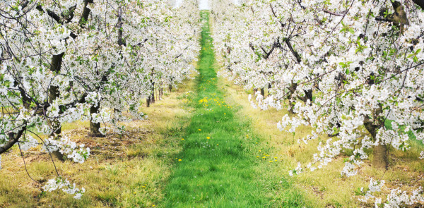 Green alley in the orchard