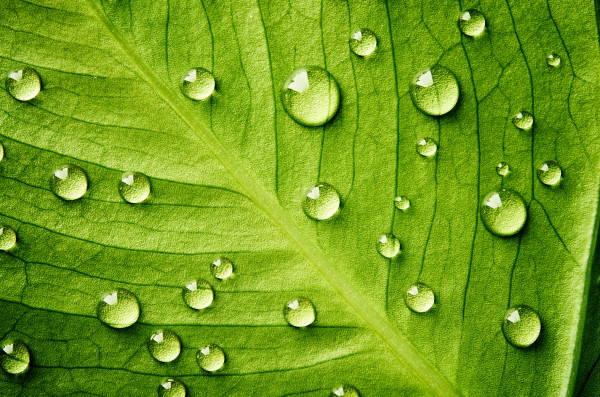 Green leaf with drops of water