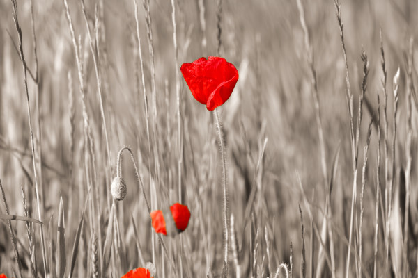 Red Poppy flowers in sepia background