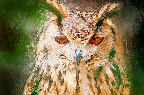 Drawn Owl Portrait