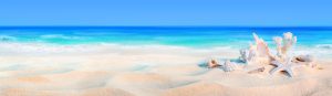 seashells on seashore   beach holiday background