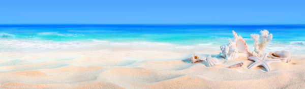 seashells on seashore – beach holiday background