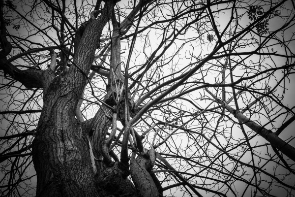 Black and  white old tree