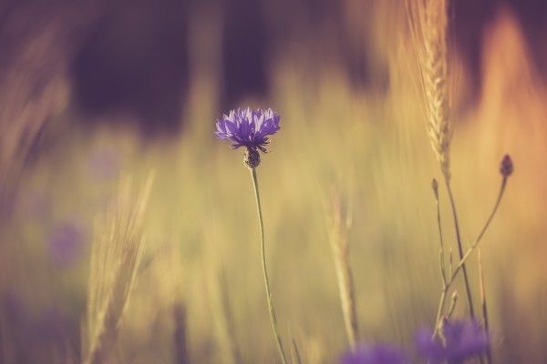 Vintage photo of cornflowers blooming