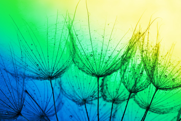 close up of dandelion on the colorful background