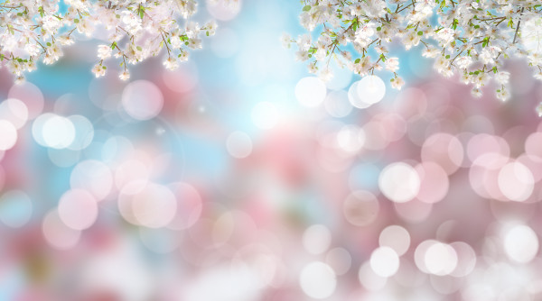 Cherry blossom on defocussed background