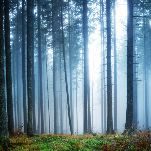 Mysterious fog in the green forest