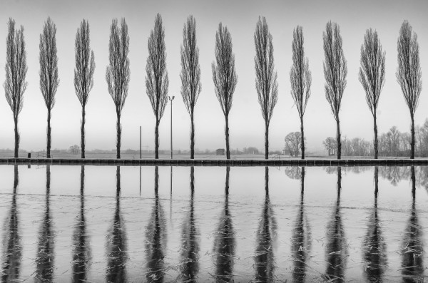 Alberi riflessi sul lago all’alba in bianco e nero