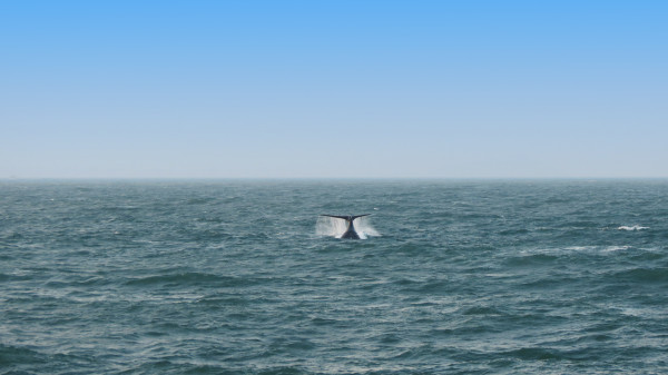 Cauda de baleia fora da gua