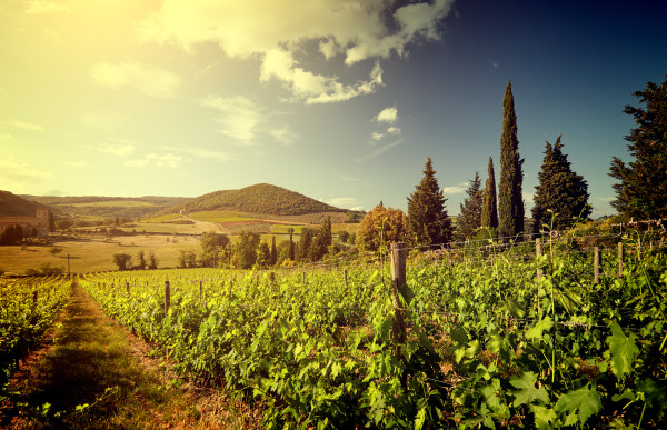 Sunset in a vineyard in Italy