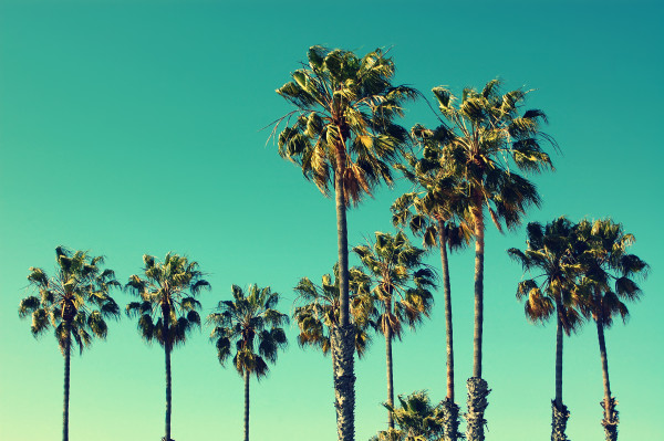 Palm trees at Santa Monica beach. Vintage post processed. Fashion, travel, summer, vacation and tropical beach concept.