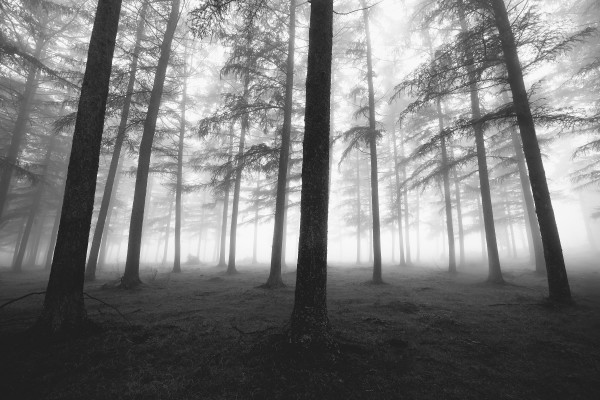 black and white foggy forest