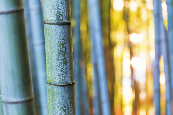 Bamboo stalks in the forest at sunset