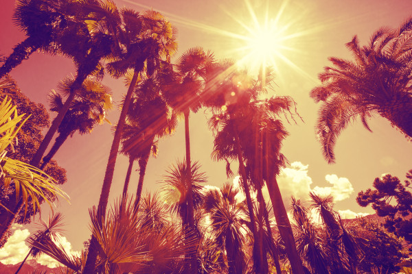 Sun shining through tall palm trees. Summer, fashion, travel, vacation, tourism, lifestyle and weather concept.