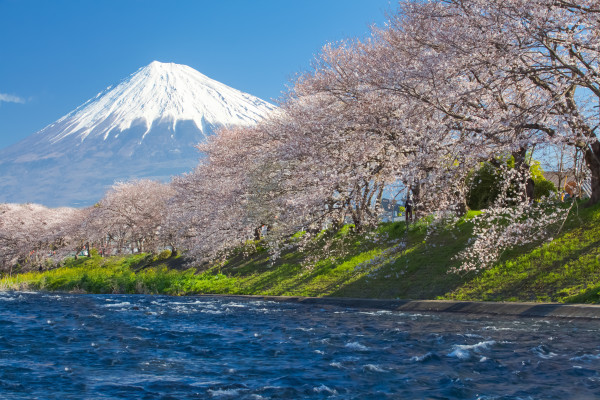 Beautiful Mountain Fuji and sakura cherry blossom in Japan spring season