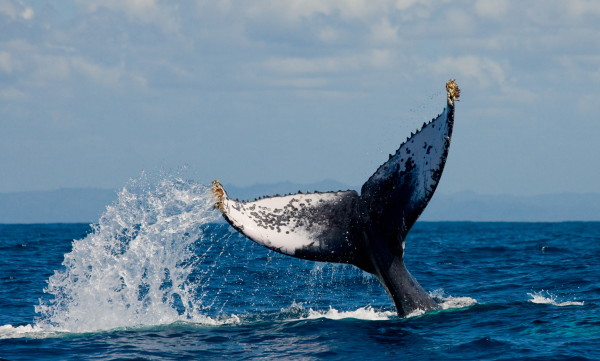 Humpback whale tail above the water. Madagascar.