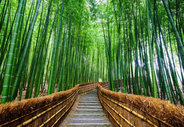 Path to bamboo forest, Arashiyama, Kyoto, Japan