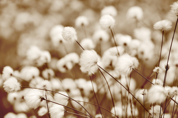 Blooming cotton grass. Toning in sepia.