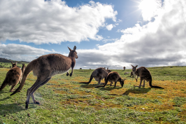 Kangaroos family father mother and son portrait