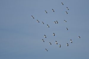 Flock of American White Pelicans Flying in a Blue Sky