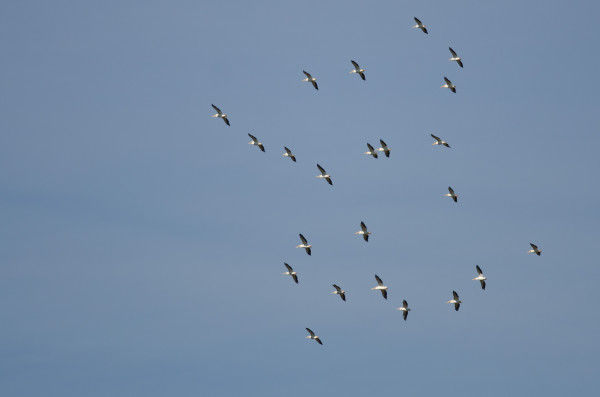 Flock of American White Pelicans Flying in a Blue Sky