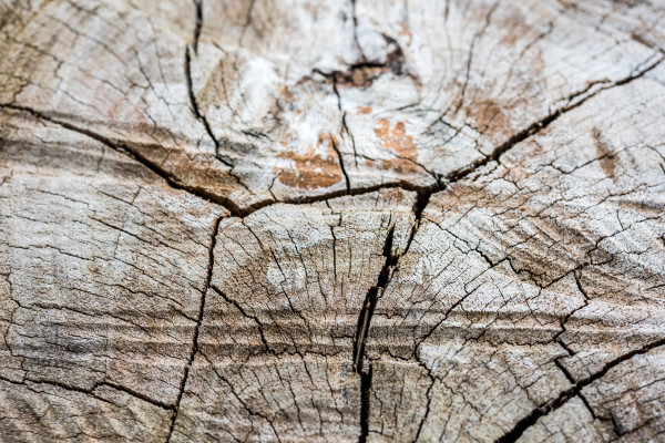 texture of wood cut-off for the background
