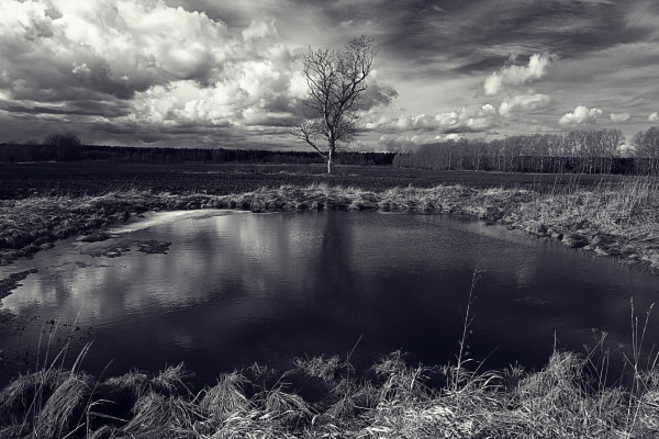 black and white photo autumn landscape