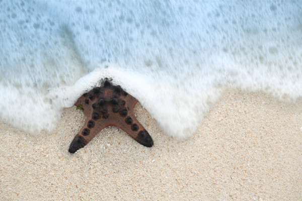 Tropical Beach Starfish