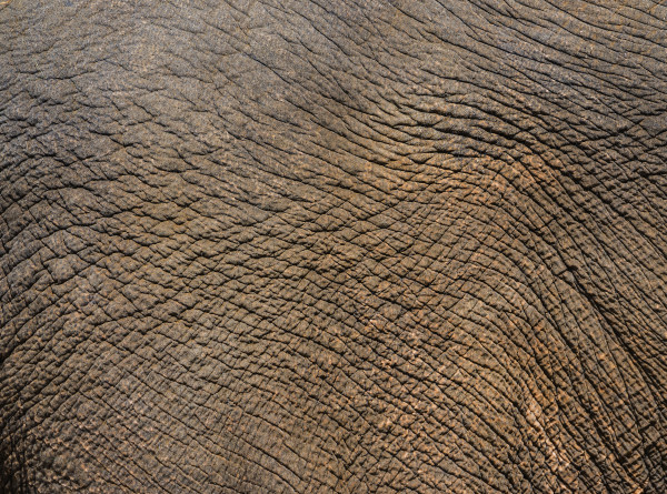 elephant face with detail of skin
